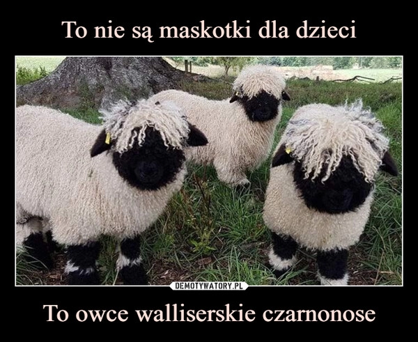 
    
To nie są maskotki dla dzieci To owce walliserskie czarnonose 