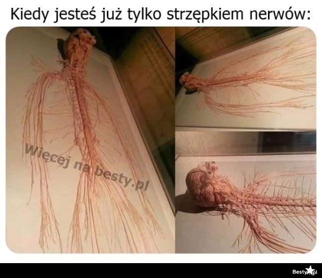 
    Strzępek nerwów 