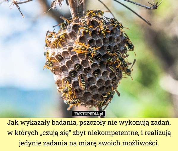 
    Jak wykazały badania, pszczoły nie wykonują zadań, w których „czują się”