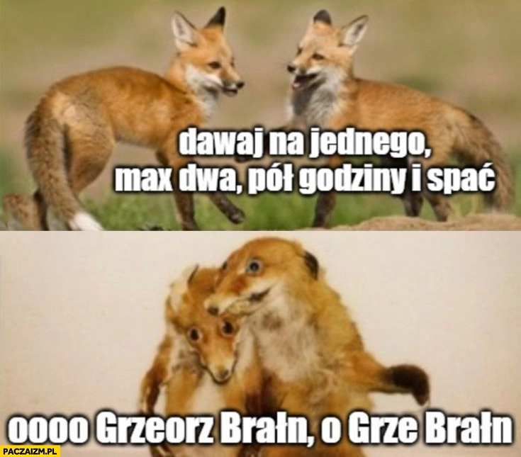 
    Lisy dawaj na jednego max dwa pół godziny i spać potem ooo Grzegorz Braun spiewaja