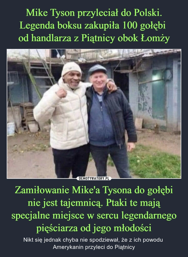 
    Mike Tyson przyleciał do Polski. Legenda boksu zakupiła 100 gołębi 
od handlarza z Piątnicy obok Łomży Zamiłowanie Mike'a Tysona do gołębi nie jest tajemnicą. Ptaki te mają specjalne miejsce w sercu legendarnego pięściarza od jego młodości