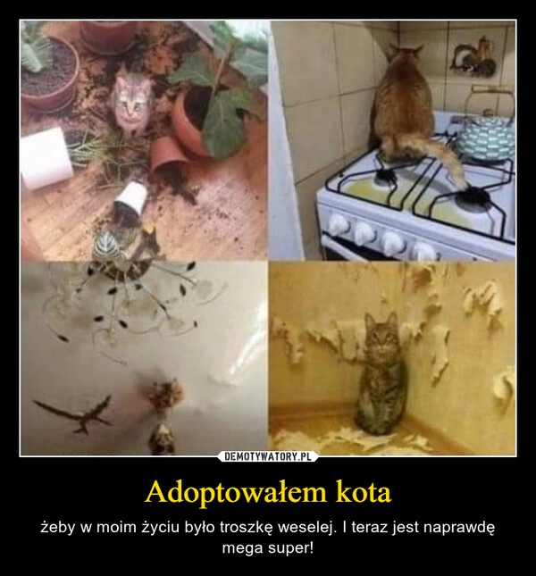 
    Adoptowałem kota