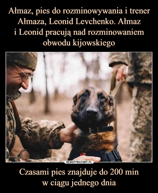 
    Ałmaz, pies do rozminowywania i trener Ałmaza, Leonid Levchenko. Ałmaz
i Leonid pracują nad rozminowaniem obwodu kijowskiego Czasami pies znajduje do 200 min
w ciągu jednego dnia