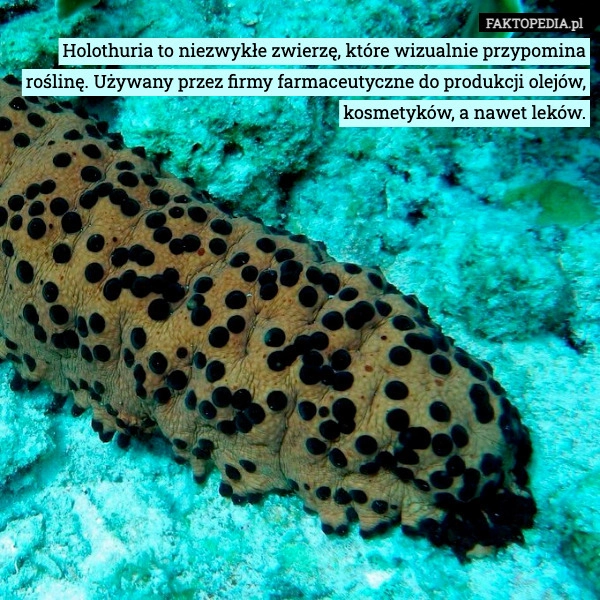 
    Holothuria to niezwykłe zwierzę, które wizualnie przypomina roślinę. Używany