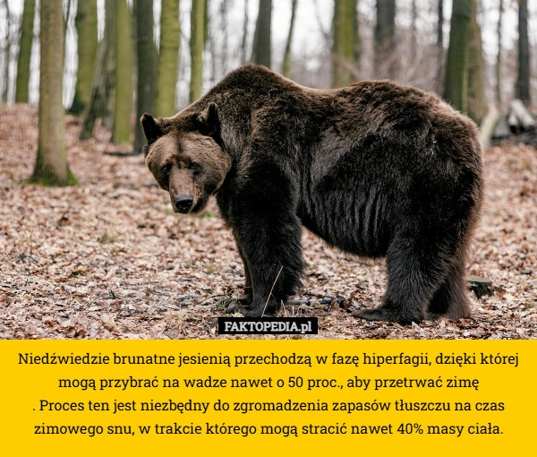 
    Niedźwiedzie brunatne jesienią przechodzą w fazę hiperfagii, dzięki której