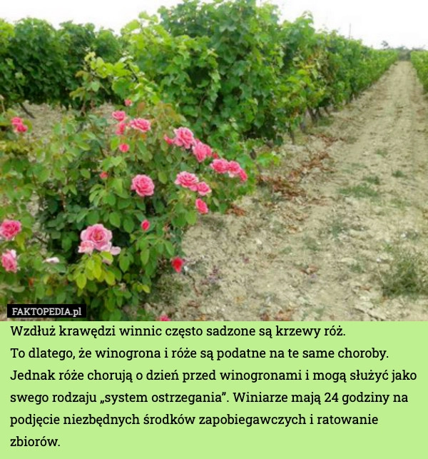
    Wzdłuż krawędzi winnic często sadzone są krzewy róż.
To dlatego, że winogrona
