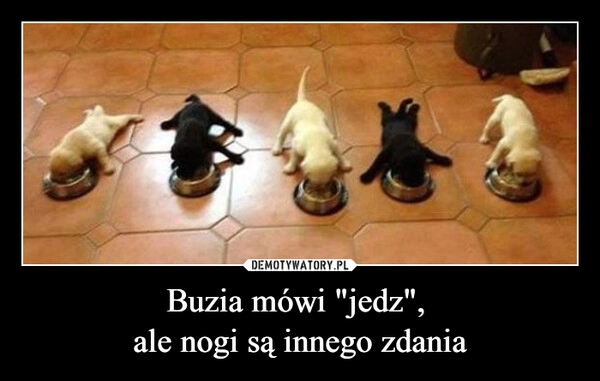 
    Buzia mówi "jedz", 
ale nogi są innego zdania