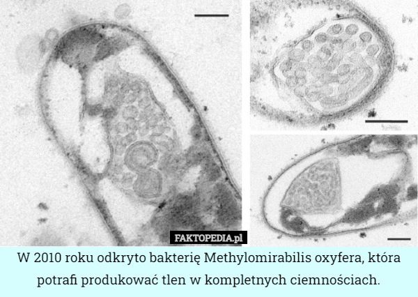 
    
			W 2010 roku odkryto bakterię Methylomirabilis oxyfera, która potrafi produkować					