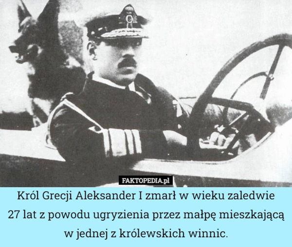 
    Król Grecji Aleksander I zmarł w wieku zaledwie
27 lat z powodu ugryzienia