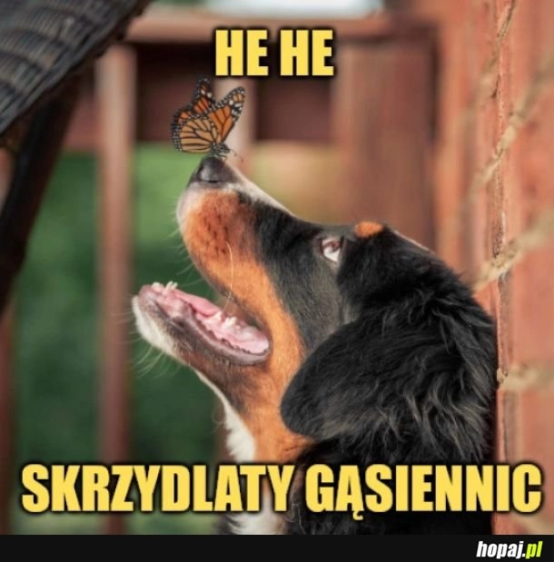 
    Gąsiennic. 