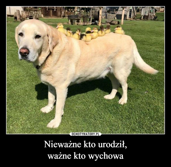 
    Nieważne kto urodził,
ważne kto wychowa