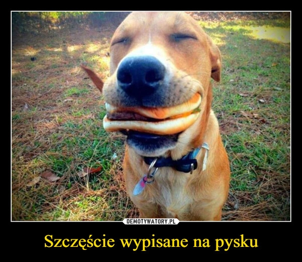 
    Szczęście wypisane na pysku