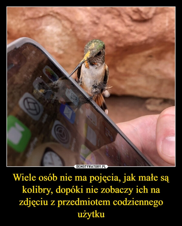 
    Wiele osób nie ma pojęcia, jak małe są kolibry, dopóki nie zobaczy ich na zdjęciu z przedmiotem codziennego użytku