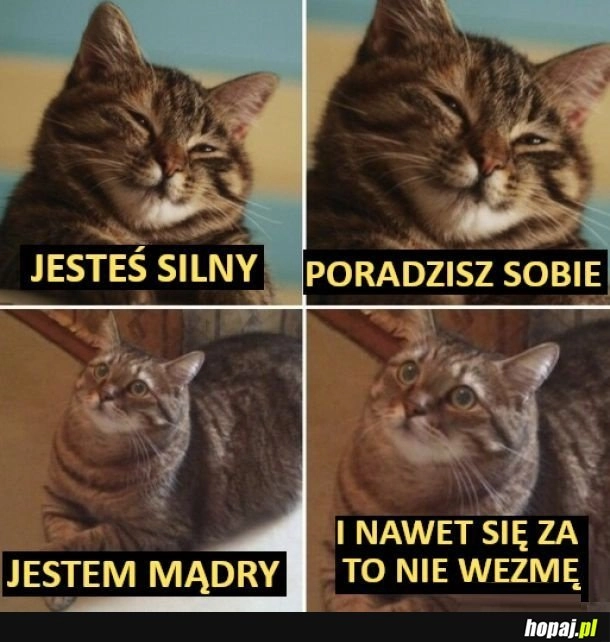 
    Zdecydował