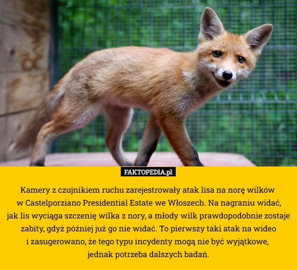 
    Kamery z czujnikiem ruchu zarejestrowały atak lisa na norę wilków 
w Castelporziano