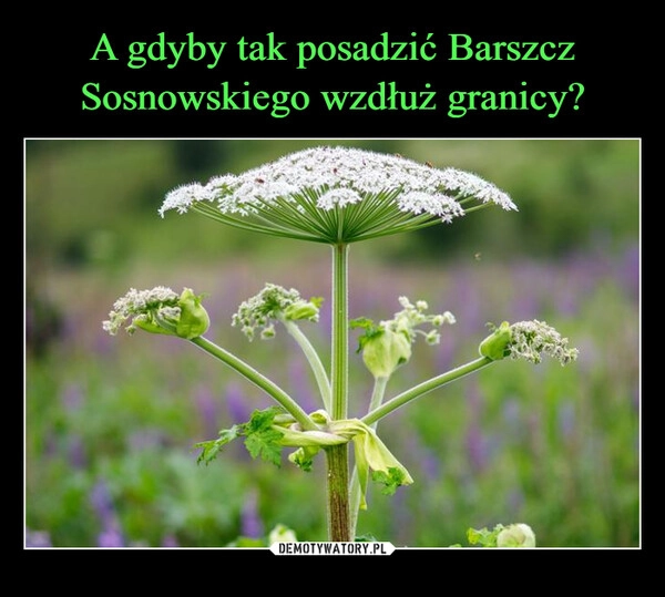 
    A gdyby tak posadzić Barszcz Sosnowskiego wzdłuż granicy?