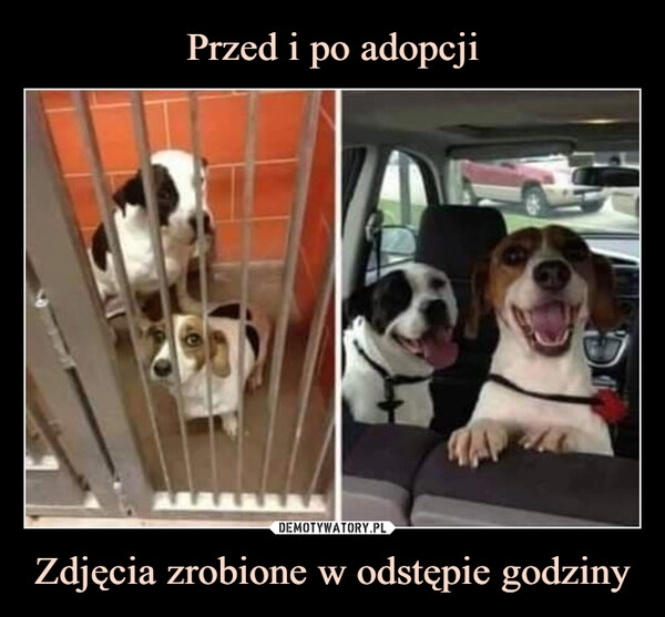 
    Przed i po adopcji Zdjęcia zrobione w odstępie godziny