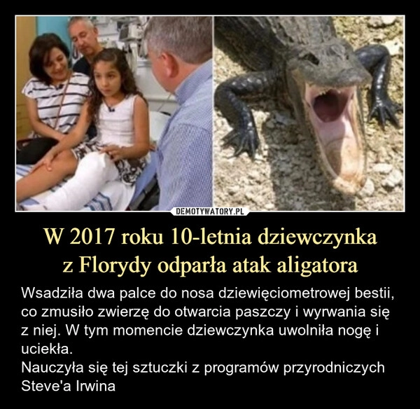 
    W 2017 roku 10-letnia dziewczynka
z Florydy odparła atak aligatora