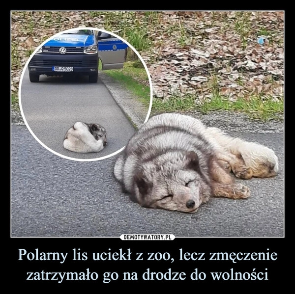 
    Polarny lis uciekł z zoo, lecz zmęczenie zatrzymało go na drodze do wolności