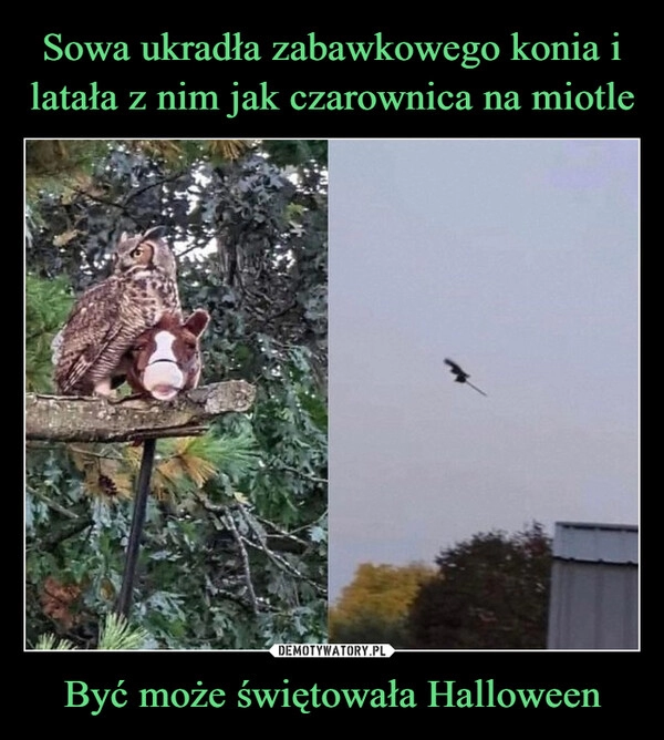 
    Sowa ukradła zabawkowego konia i latała z nim jak czarownica na miotle Być może świętowała Halloween