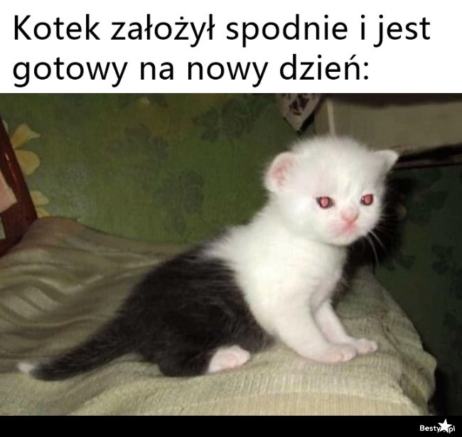 
    Kot w spodniach 