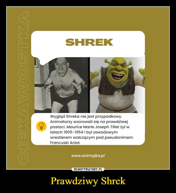 
    Prawdziwy Shrek