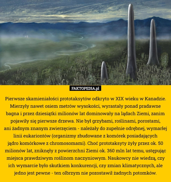 
    Pierwsze skamieniałości prototaksytów odkryto w XIX wieku w Kanadzie. Mierzyły