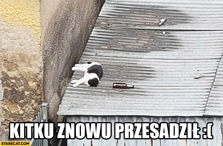 
    Kitku znowu przesadził pijany kot śpi na dachu