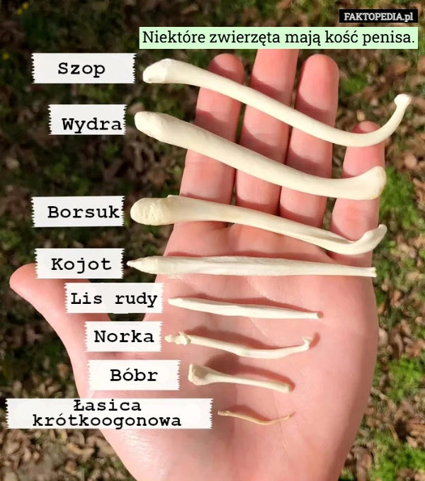 
    Niektóre zwierzęta mają kość penisa.