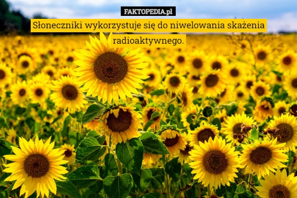 
    Słoneczniki wykorzystuje się do niwelowania skażenia radioaktywnego.