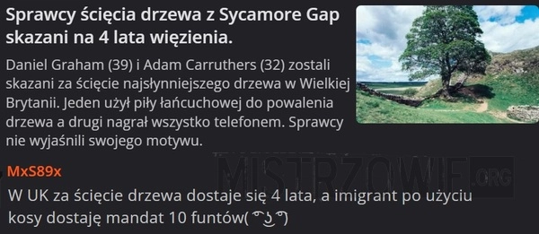 
    Drzewo