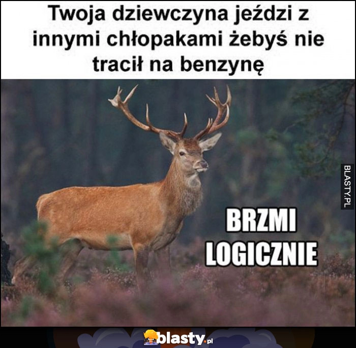 
    Twoja dziewczyna jeździ z innymi chłopakami żebyś nie tracił na benzynę, brzmi logiczne jeleń łoś