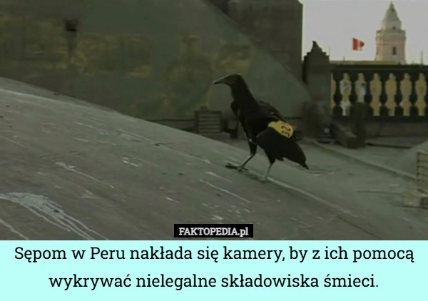 
    Sępom w Peru nakłada się kamery, by z ich pomocą wykrywać nielegalne składowiska