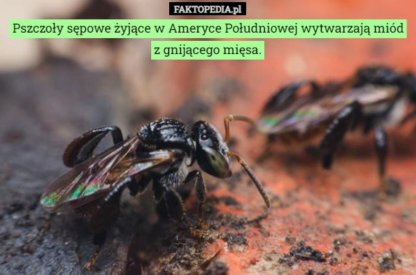 
    Pszczoły sępowe żyjące w Ameryce Południowej wytwarzają miód z gnijącego