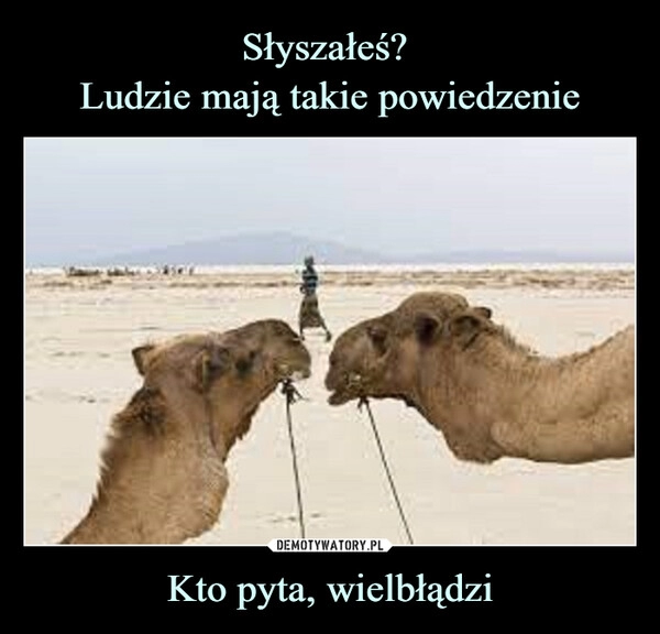 
    Słyszałeś? 
Ludzie mają takie powiedzenie Kto pyta, wielbłądzi