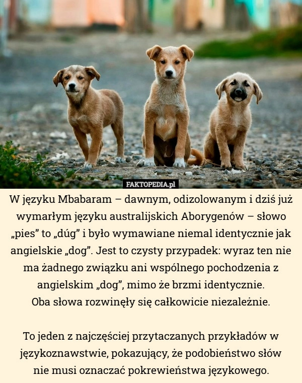 
    W języku Mbabaram – dawnym, odizolowanym i dziś już wymarłym języku australijskich...