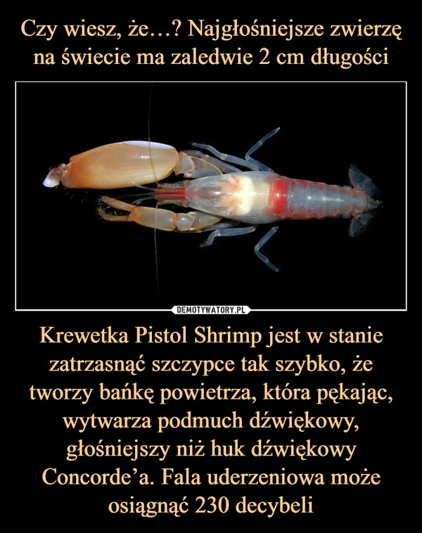 
    Czy wiesz, że…? Najgłośniejsze zwierzę na świecie ma zaledwie 2 cm długości Krewetka Pistol Shrimp jest w stanie zatrzasnąć szczypce tak szybko, że tworzy bańkę powietrza, która pękając, wytwarza podmuch dźwiękowy, głośniejszy niż huk dźwiękowy Concorde’a. Fala uderzeniowa może osiągnąć 230 decybeli