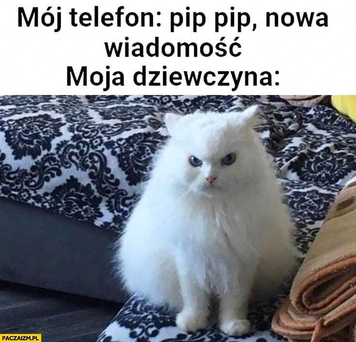 
    Mój telefon: nowa wiadomość, moja dziewczyna: zła kot kotek