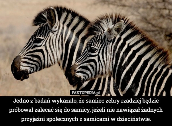 
    Jedno z badań wykazało, że samiec zebry rzadziej będzie próbował zalecać