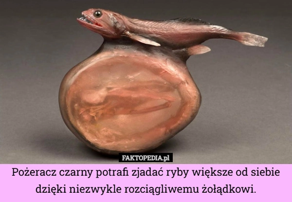 
    Pożeracz czarny potrafi zjadać ryby większe od siebie dzięki niezwykle rozciągliwemu