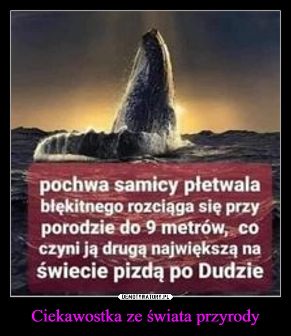 
    Ciekawostka ze świata przyrody