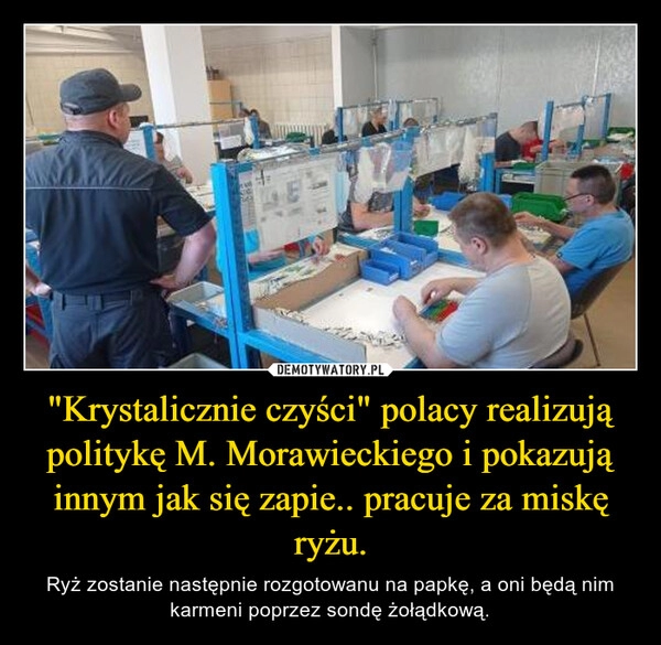 
    "Krystalicznie czyści" polacy realizują politykę M. Morawieckiego i pokazują innym jak się zapie.. pracuje za miskę ryżu.