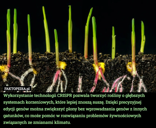 
    Wykorzystanie technologii CRISPR pozwala tworzyć rośliny o głębszych systemach