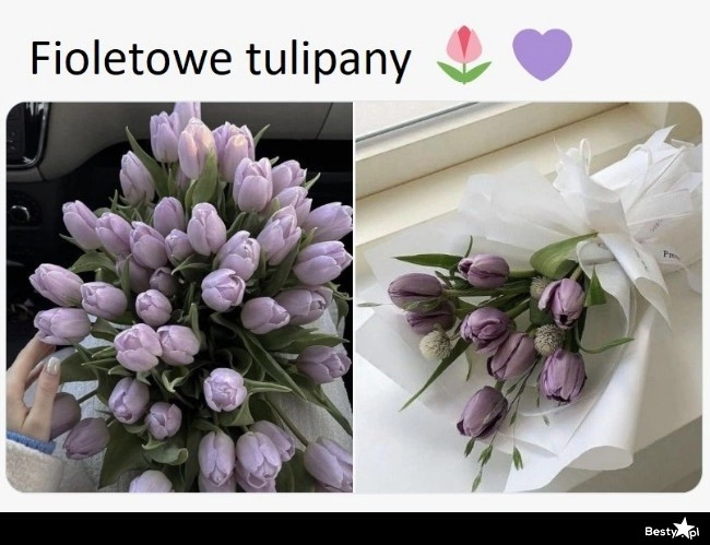 
    Fioletowe tulipany 