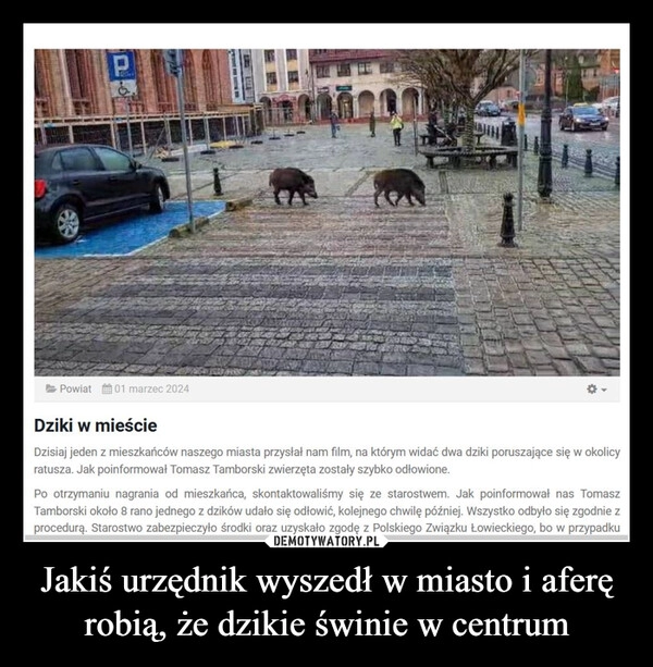 
    Jakiś urzędnik wyszedł w miasto i aferę robią, że dzikie świnie w centrum