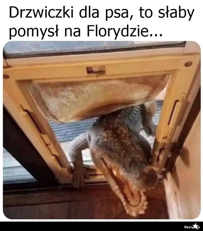 
    Jakiś agresywny ten piesek 