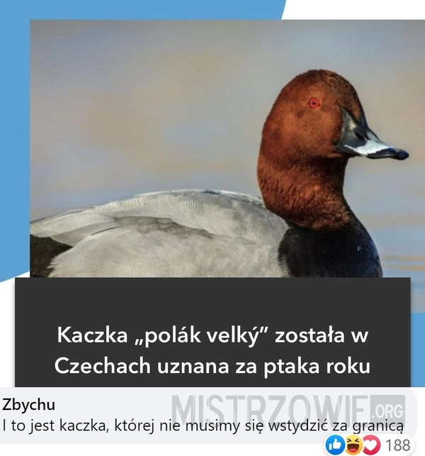 
    Kaczka