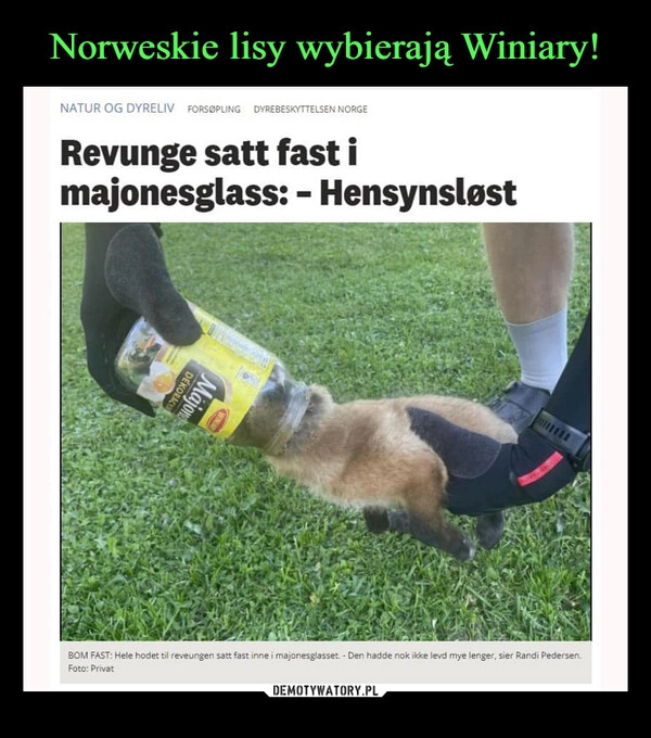 
    Norweskie lisy wybierają Winiary!