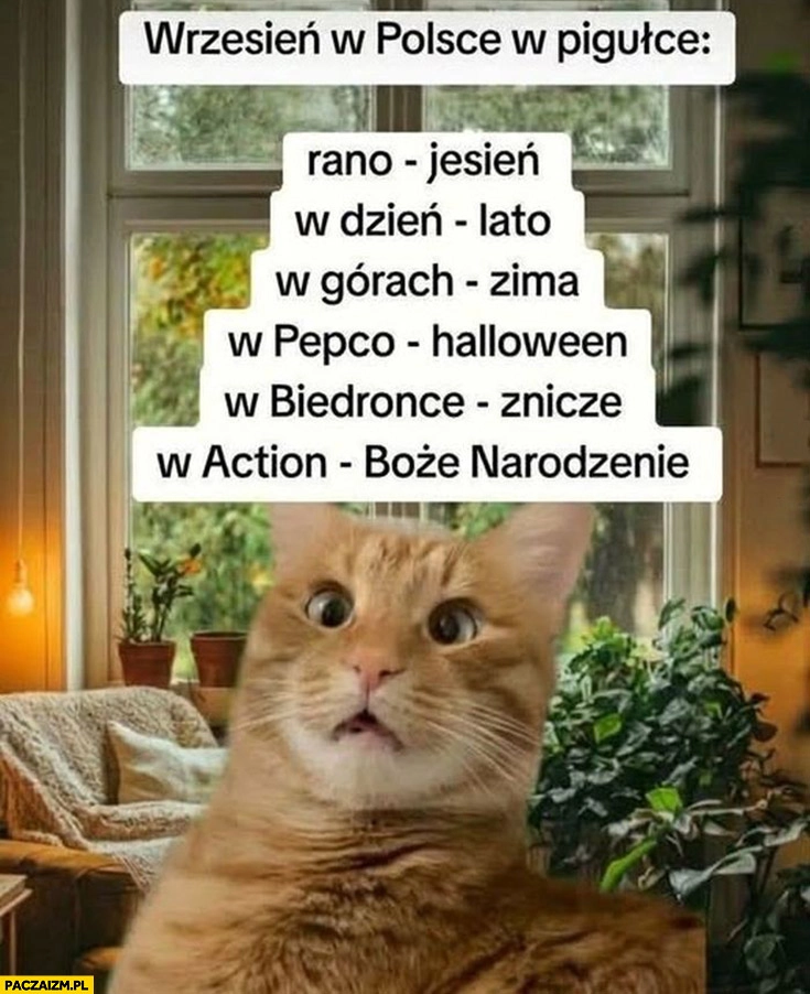 
    Wrzesień w Polsce w pigułce: rano jesień, w dzień lato, w górach zima, w Pepco halloween, w Biedronce znicze, w Action Boże Narodzenie