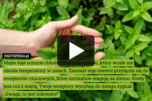 
    Mięta w fitoterapii przeziębienia